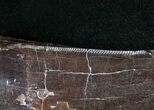 Beautiful Daspletosaurus (Tyrannosaur) Tooth #16005-4